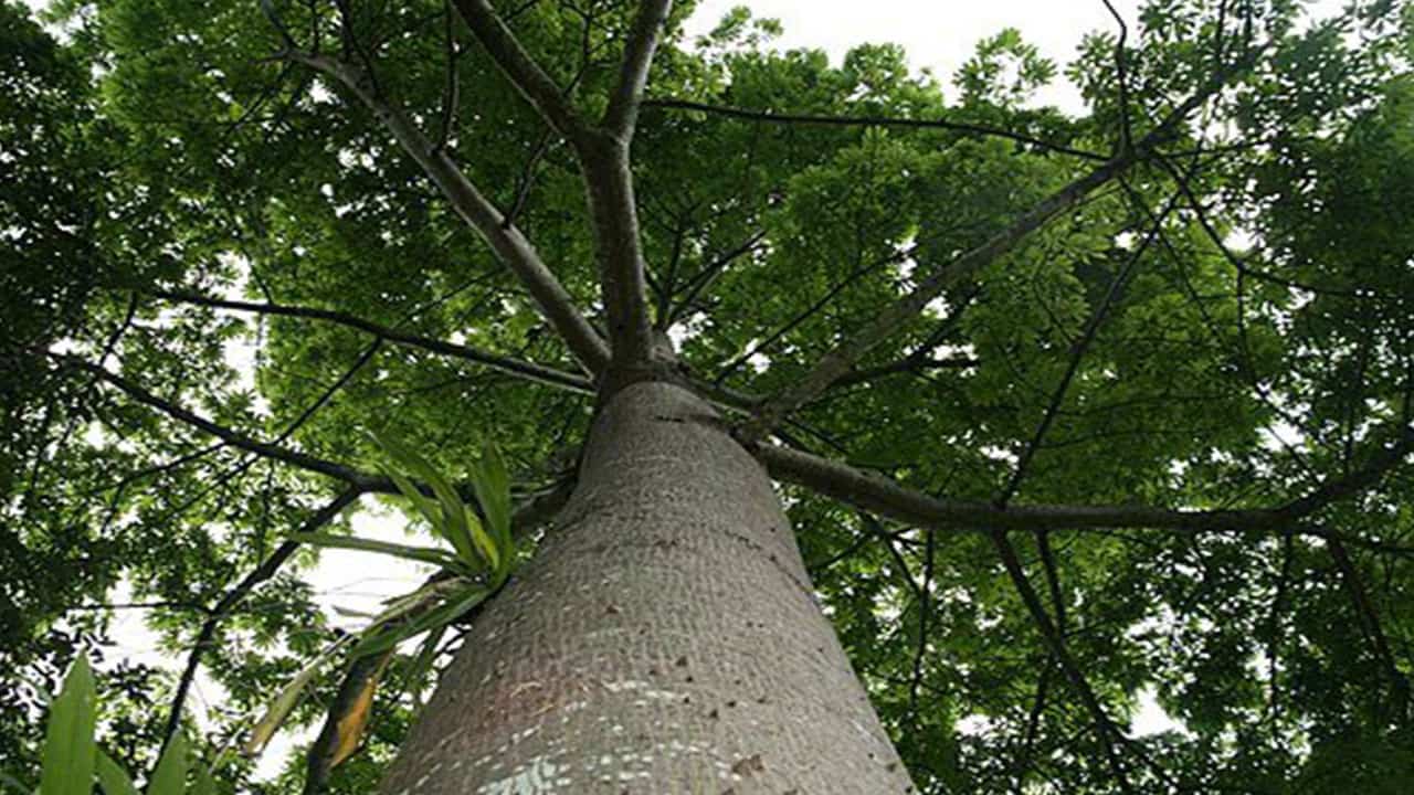 Huimba is a Rainforest greenery