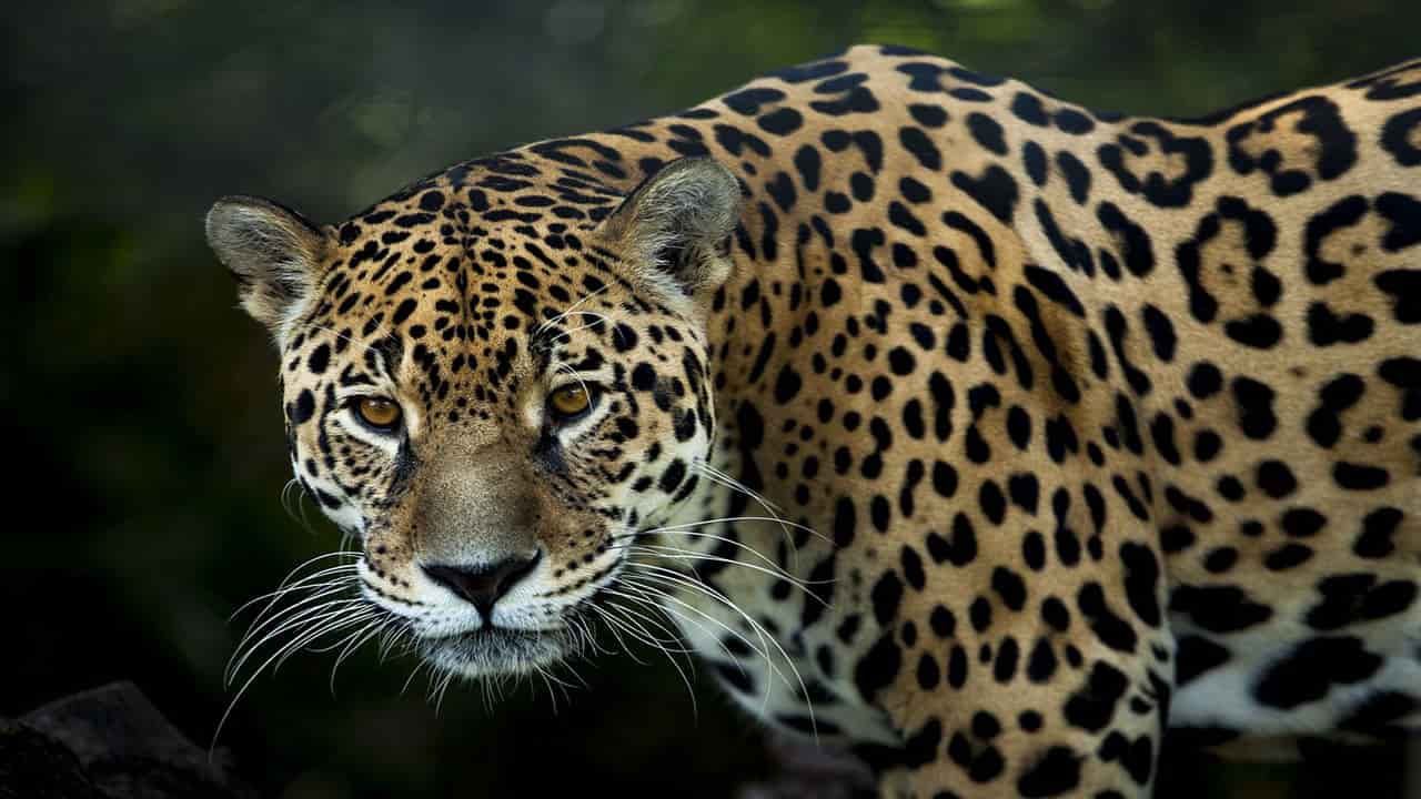 jaguar is the largest animal of amazon rainforest