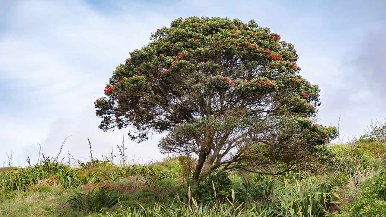 Kapok Tree in amazon rainforest