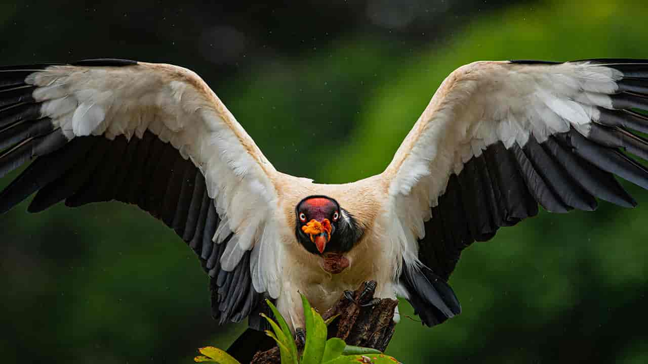 King Vulture comes as the second-largest vulture in the world found in Amazon basin