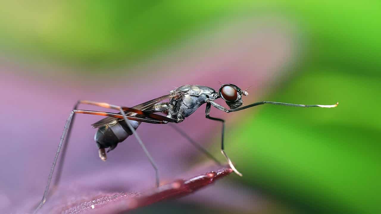 Leafcutter Ant act as an important part for the ecology of Amazonia