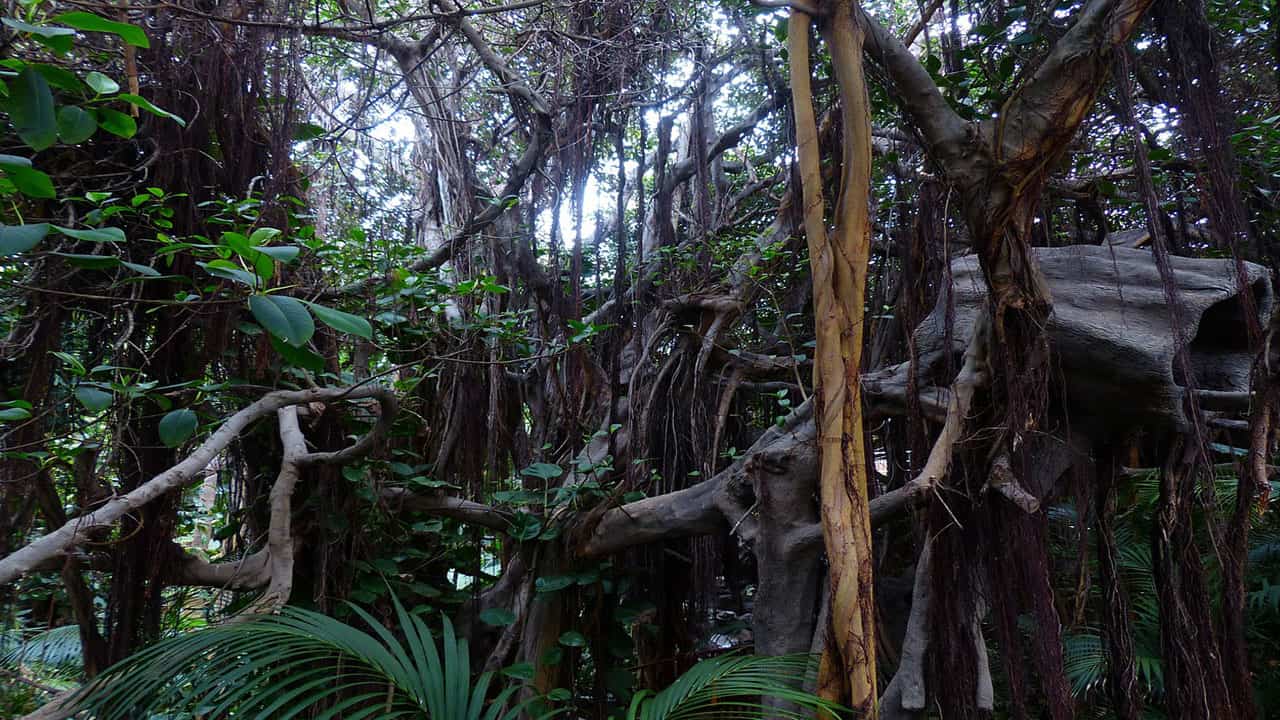 Lianas is an amazon rainforest greenery