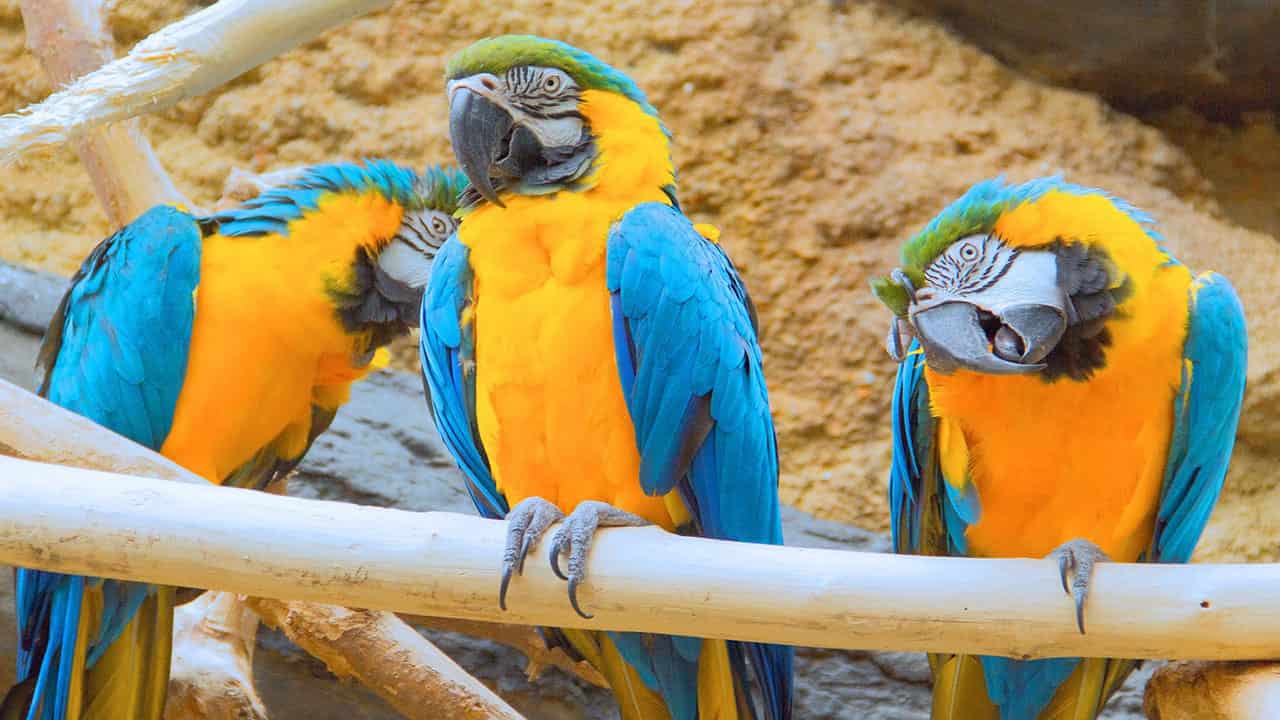 macaws are beautiful and colorful birds of amazon rainforest