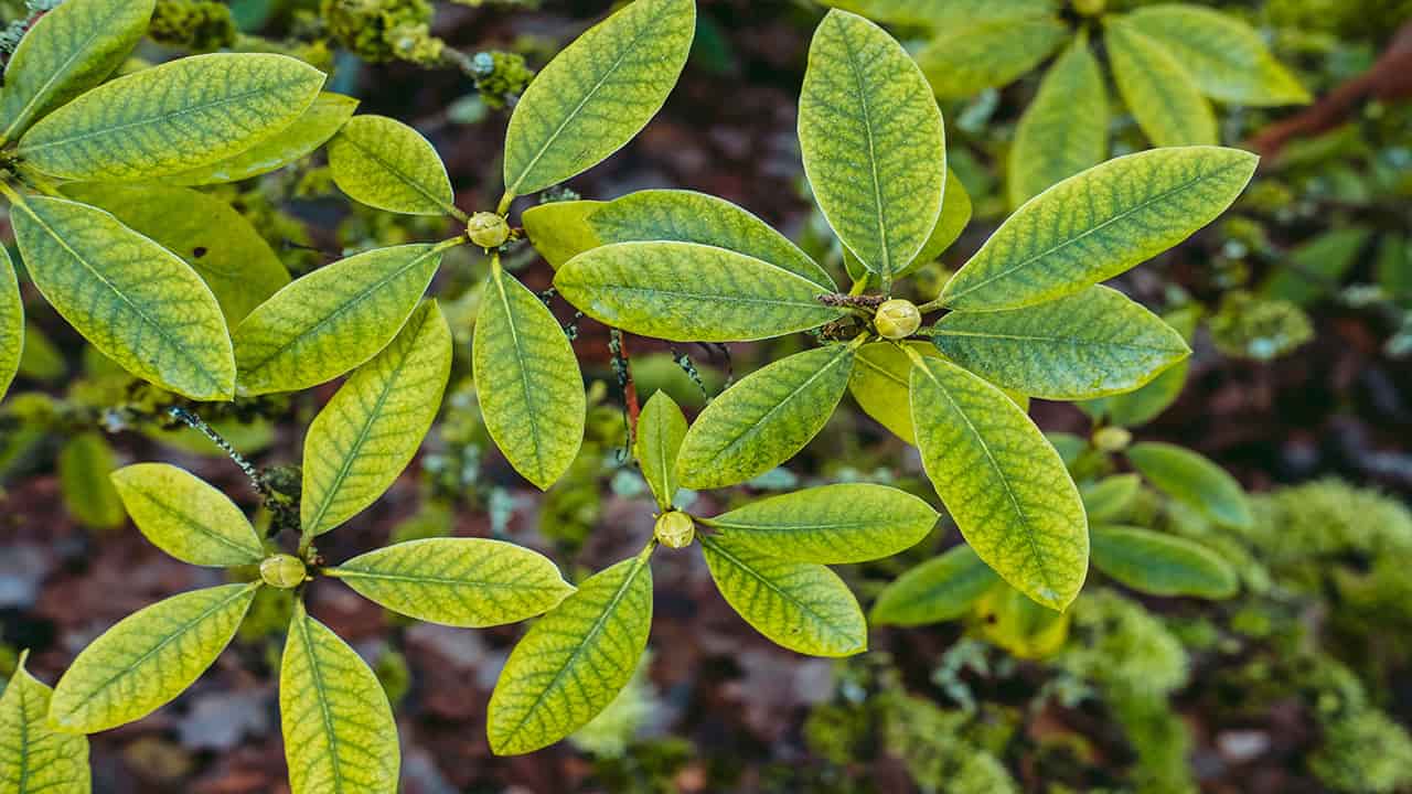 mahogany is the amazon rainforest species