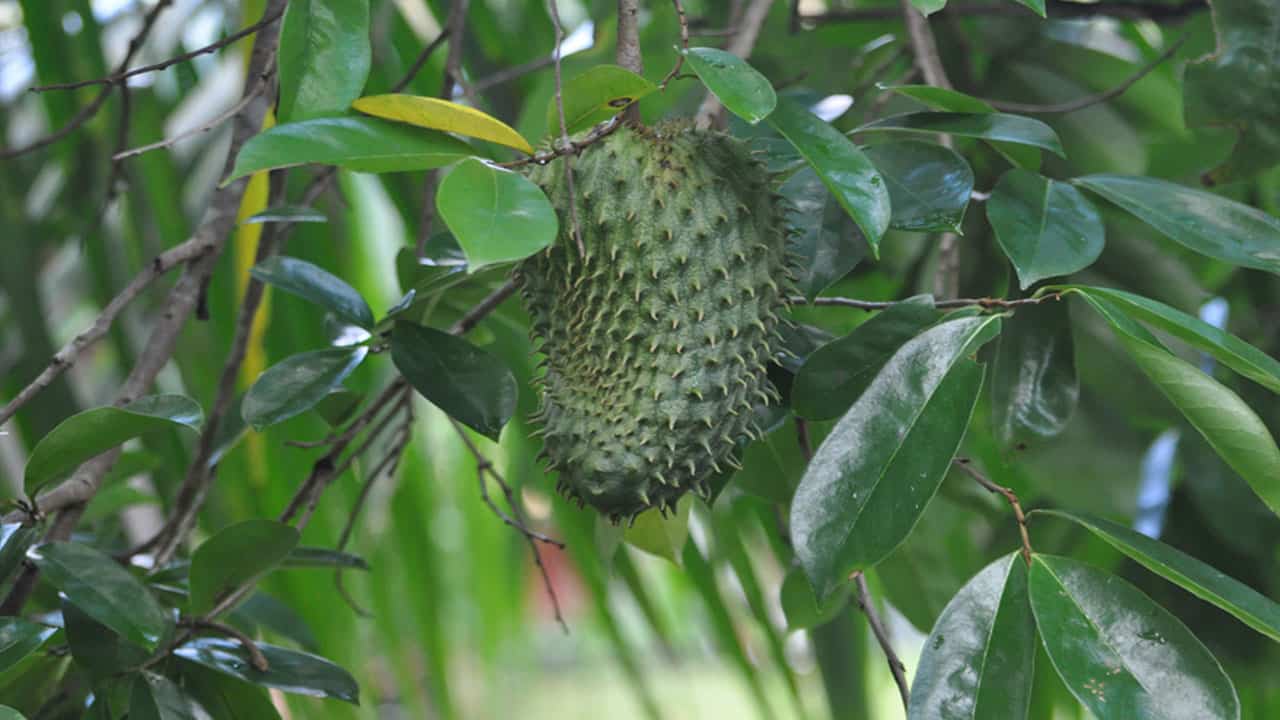 Mountain Soursop Tropical plants of amazon