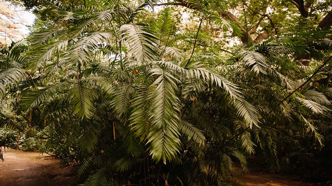 Murumuru Palm Tree is a part of Amazonian plant life