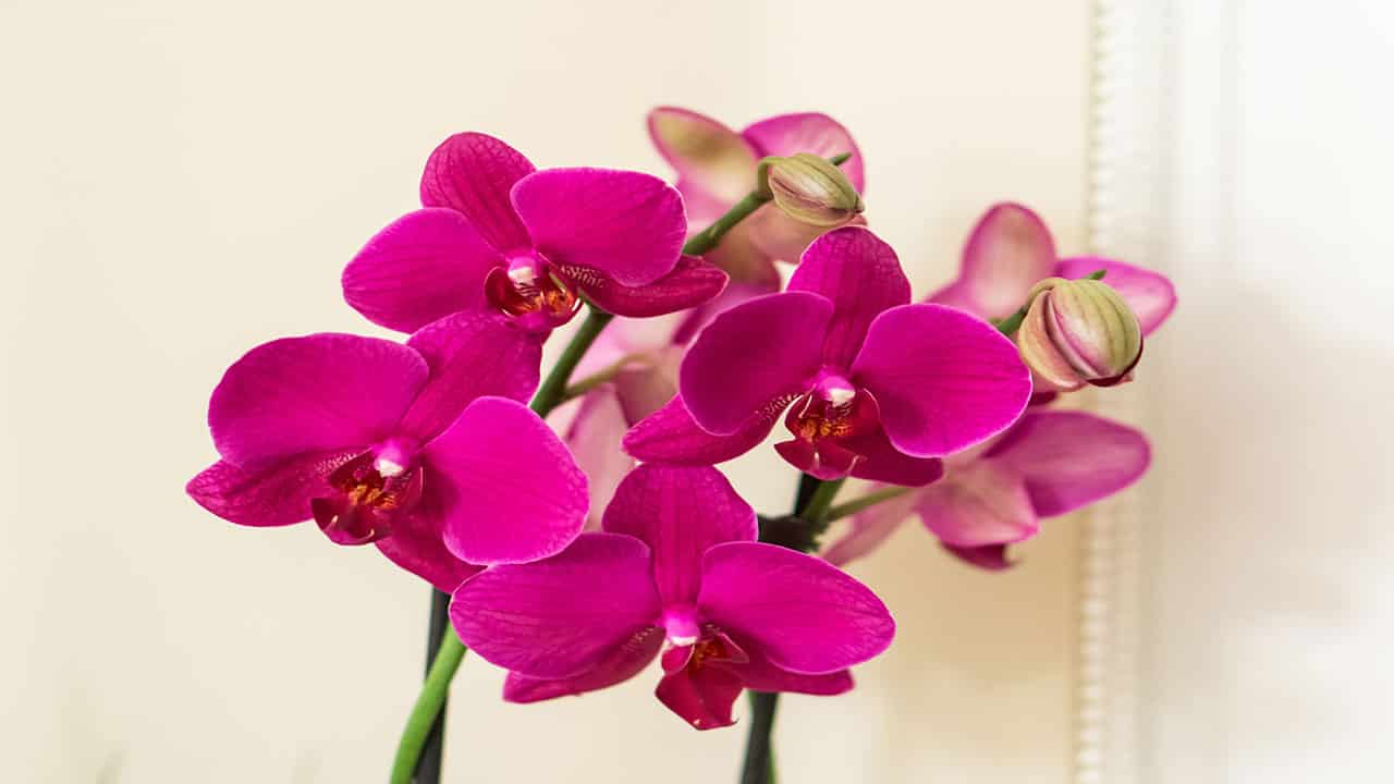 orchids are the amazon rainforest plant 