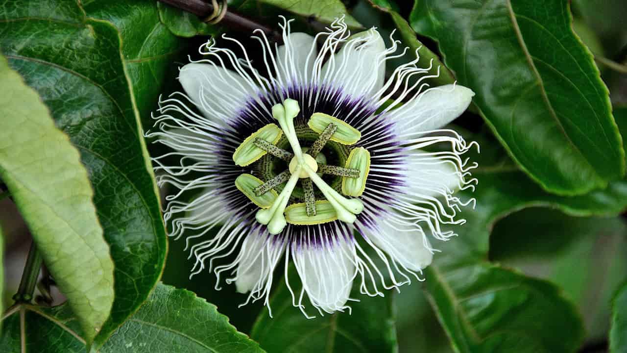 Passion Flower is a Rainforest flora