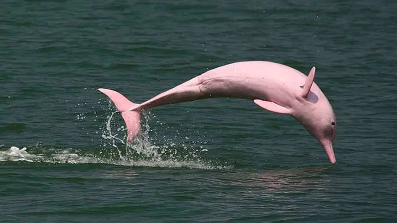 pink river dolphins found in the river of amazon