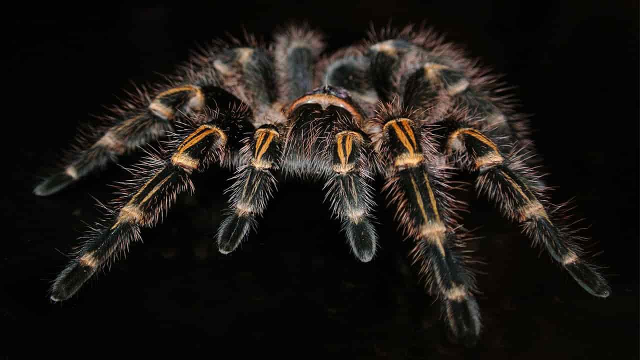 Pink Toe Tarantulas are spiders found in the forest of Amazonia