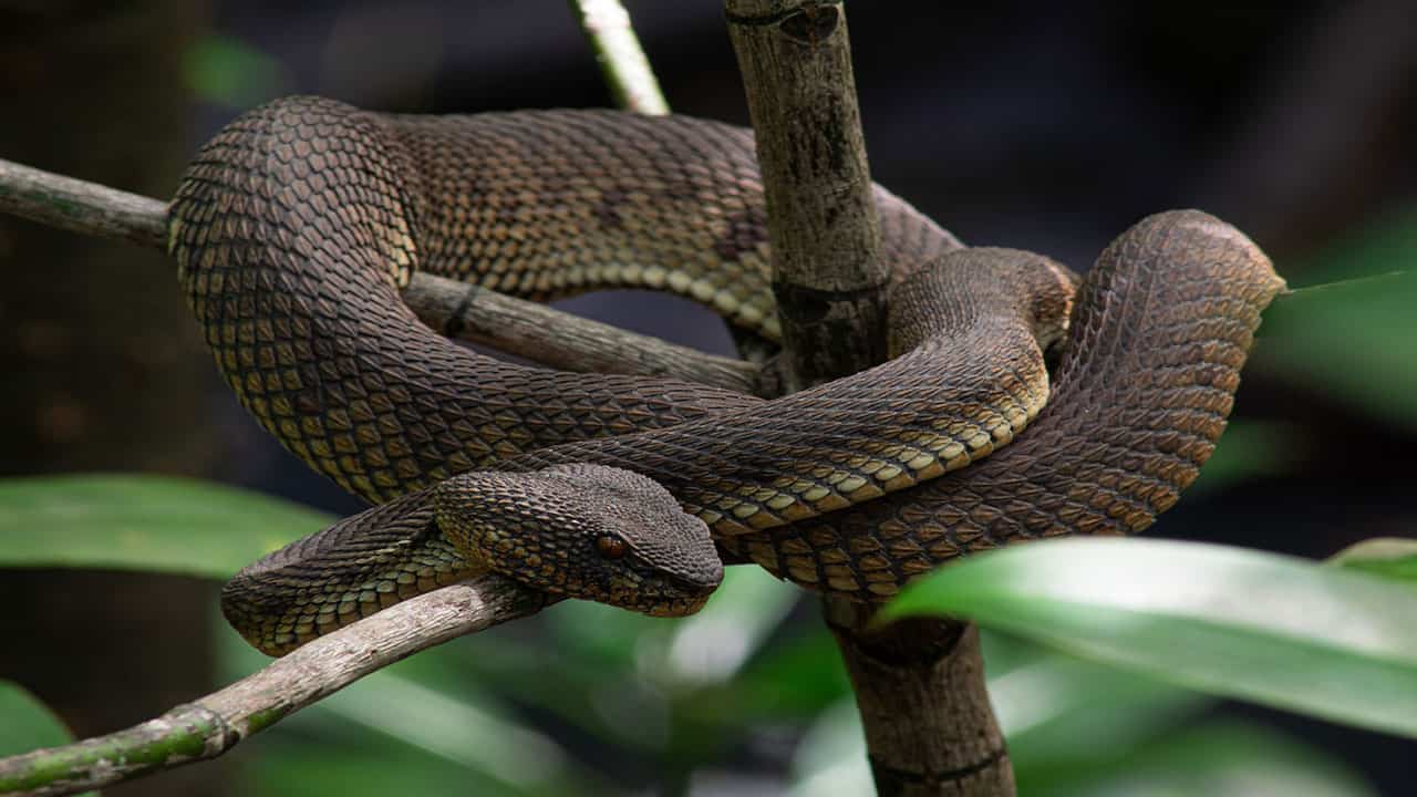 pit vipers are deadly species of amazon jungle 