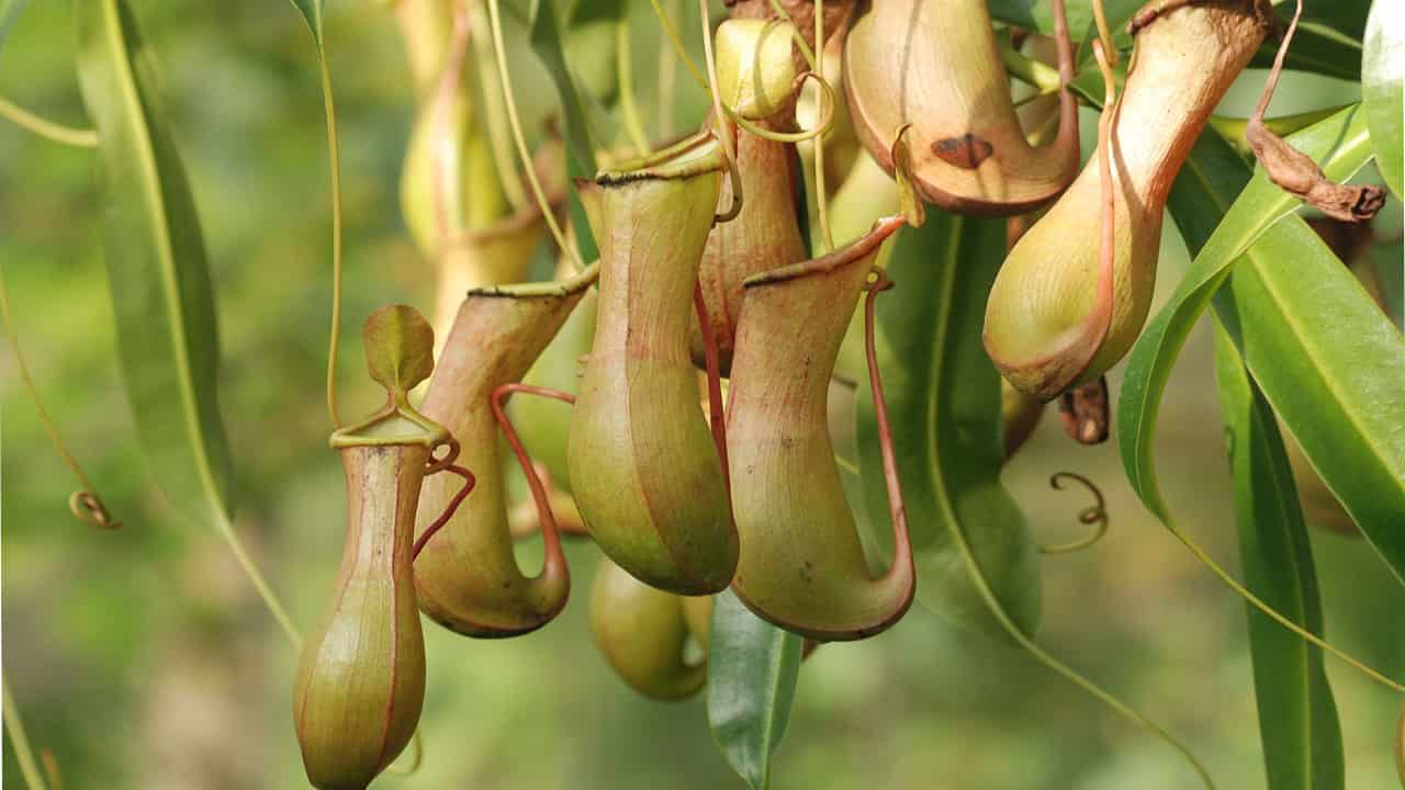 Pitcher Plants are Amazonian arboreal species