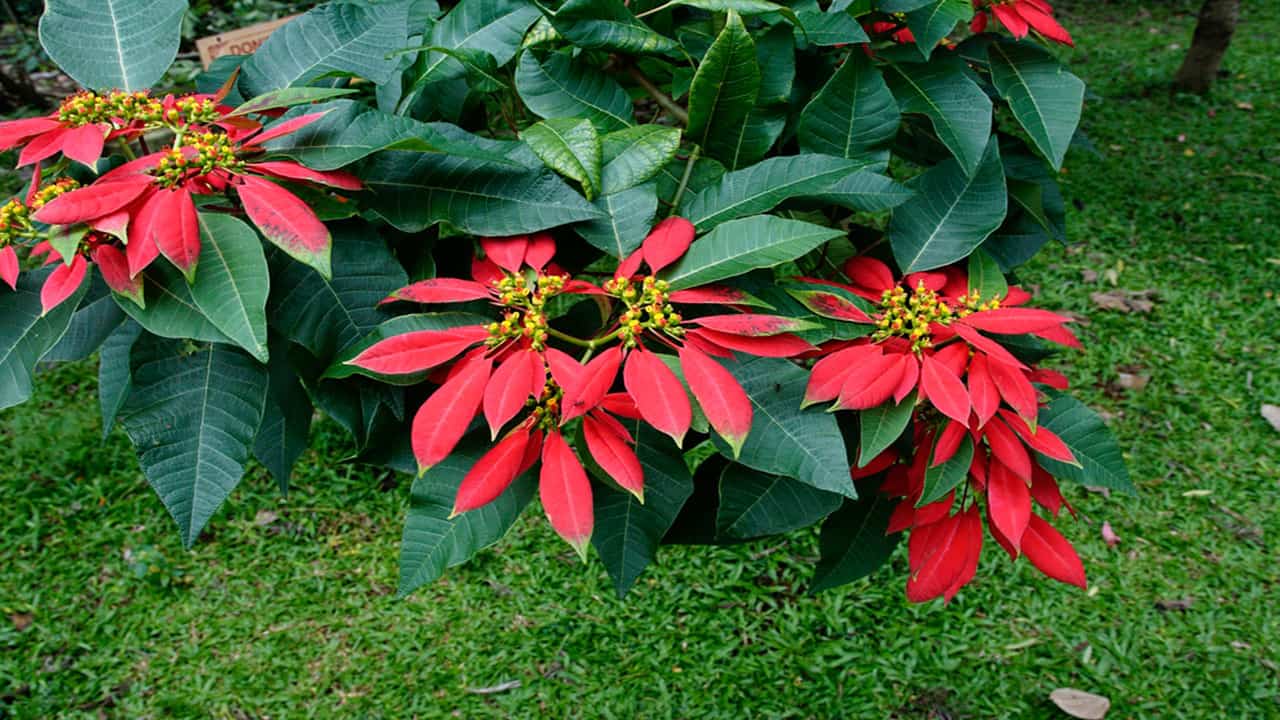 Poinsettia Amazonian arboreal species