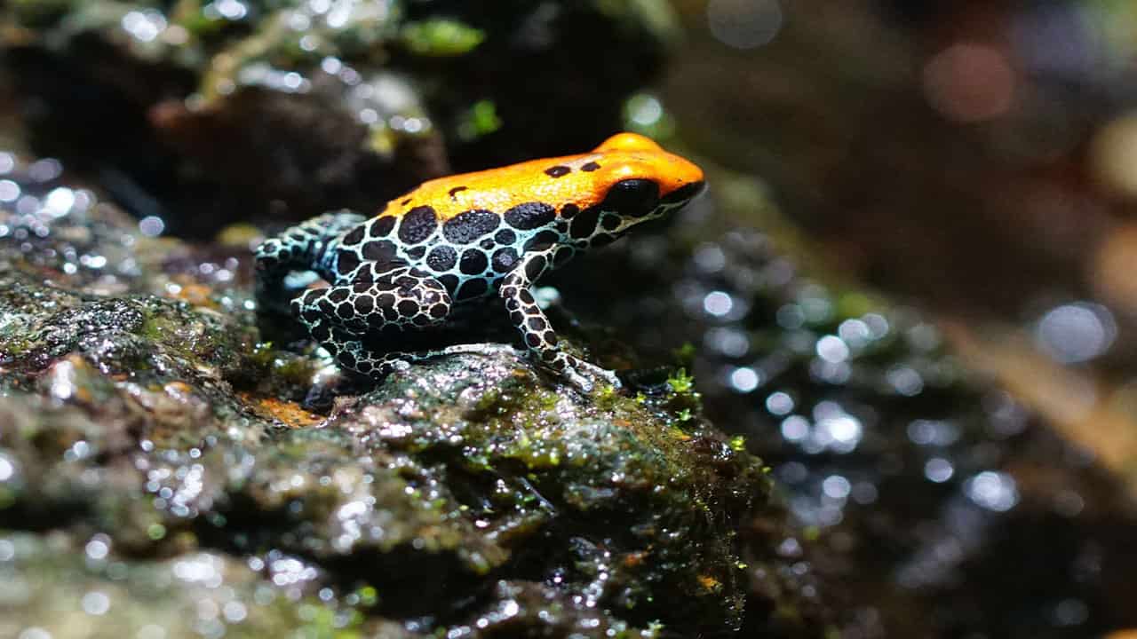 The poison dart frog is an Amazon jungle animals