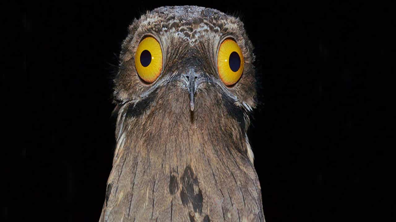 potoo bird is an enigmatic amazon rainforest animal