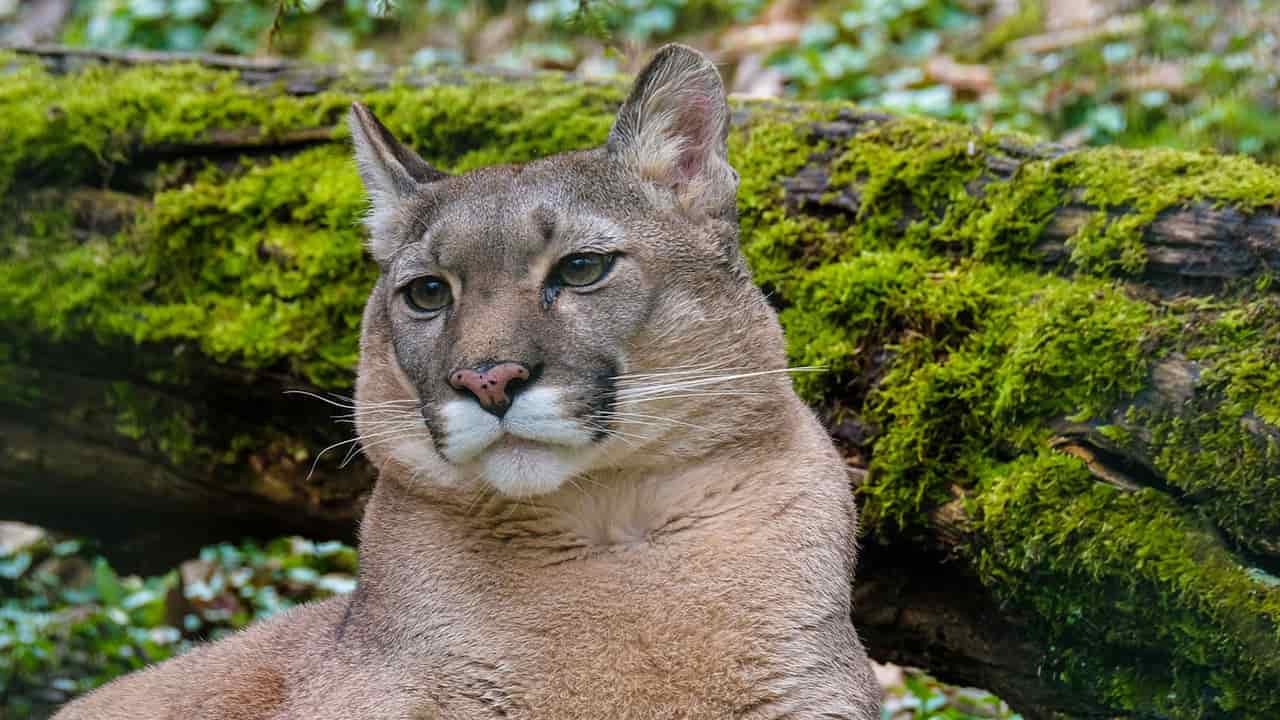 puma is a powerful amazon rainforest animal