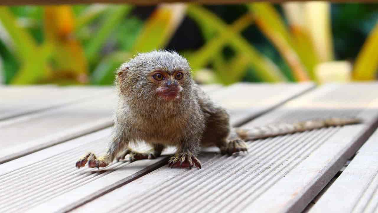 Pygmy Marmoset are the small monkeys of Amazonian ecosystem