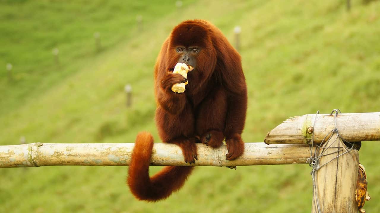 Red howler monkeys are Rainforest fauna