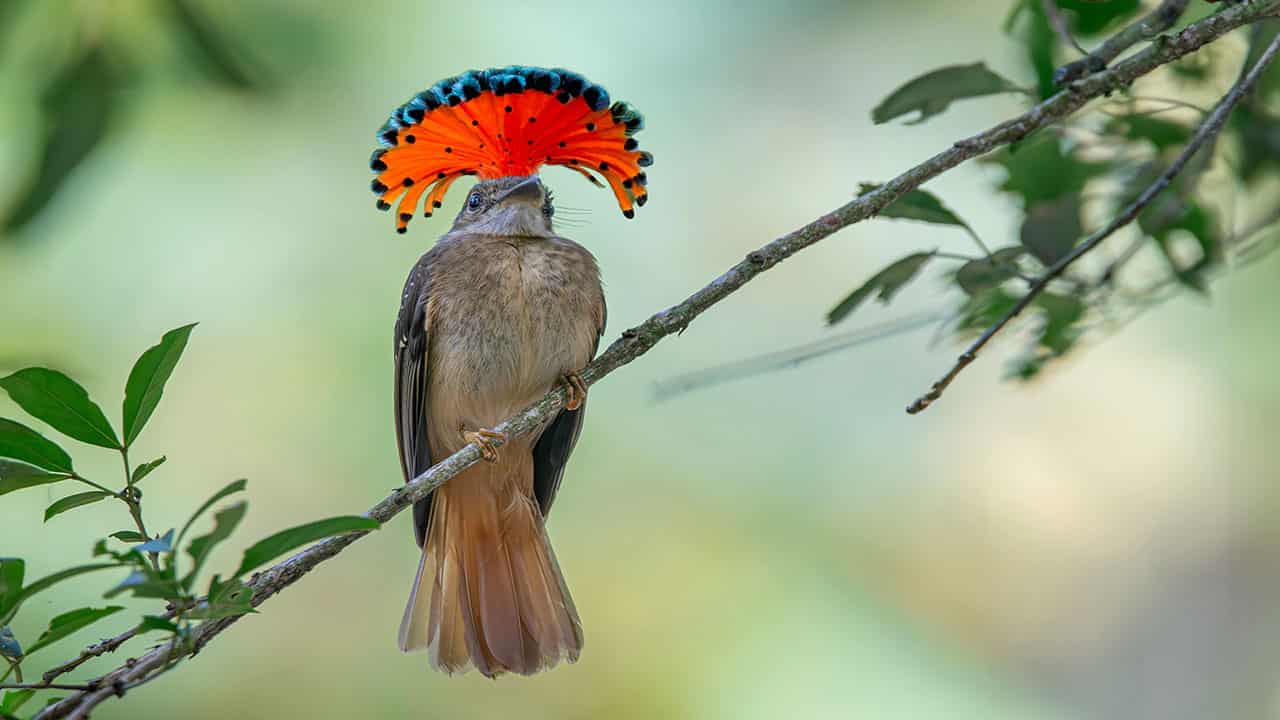 Royal Flycatcher is known for its amazingly pretty crown of feathers