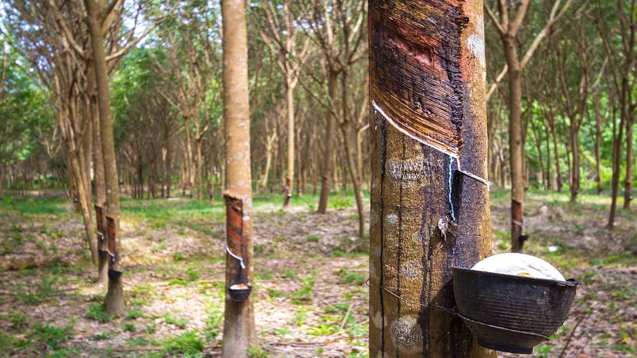 rubber tree is a Tropical rainforest species