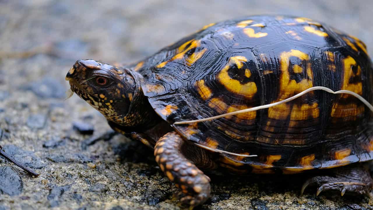 Amazonian forest is a home to these Side-necked Turtles