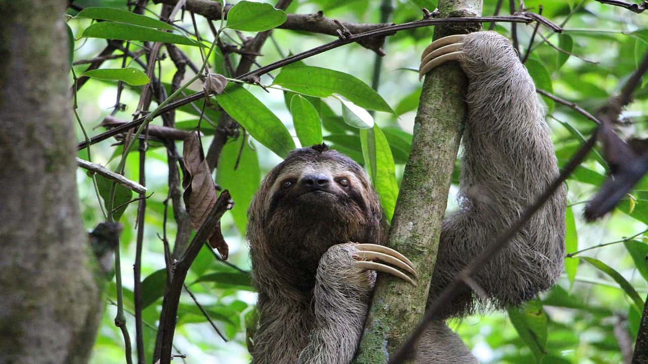 Sloths are the laziest Amazonian creatures