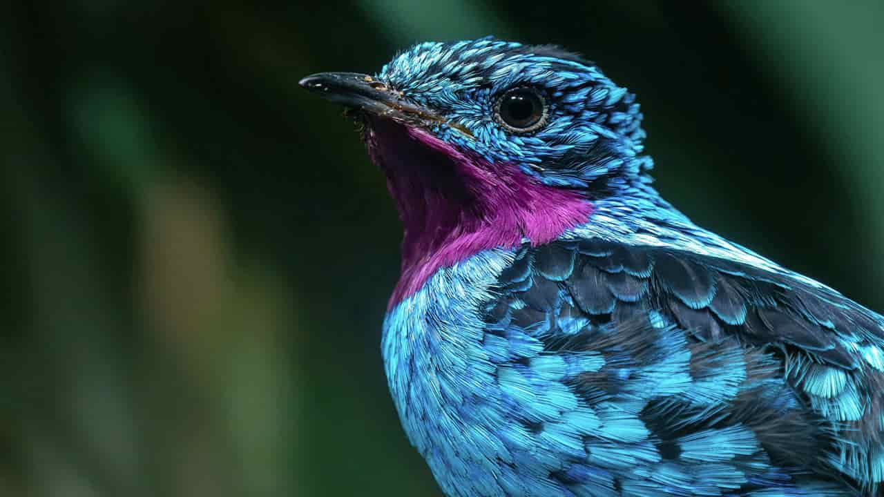 Spangled Cotinga is a fascinating Amazon rainforest species