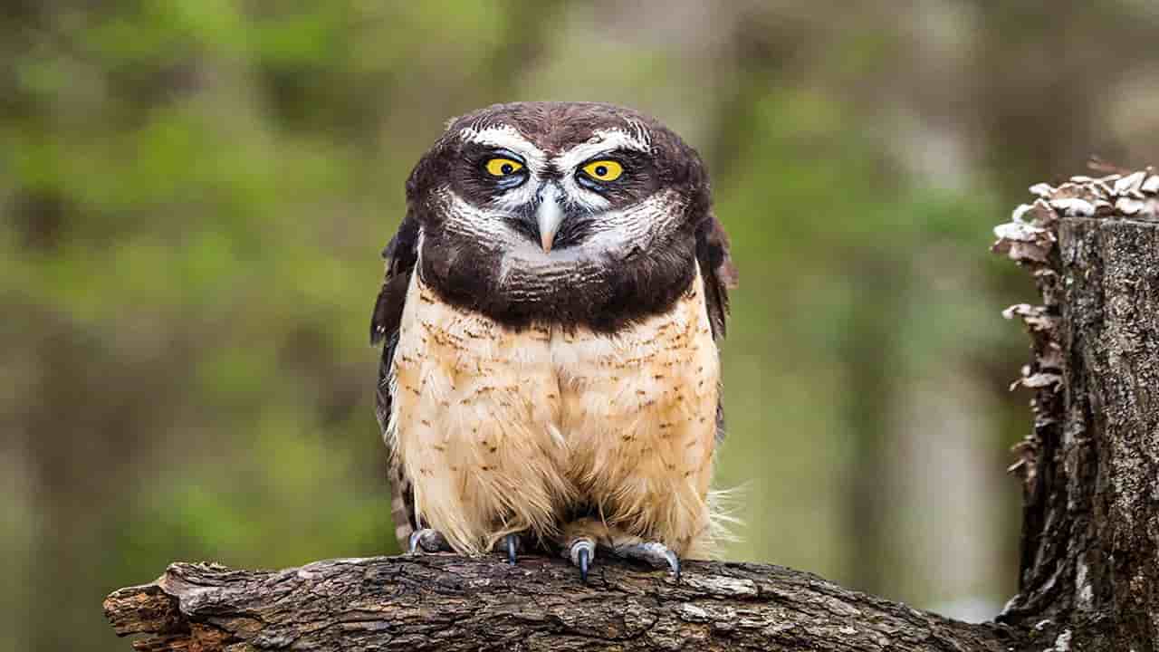 Spectacled owls are night time hunters living in the jungle 