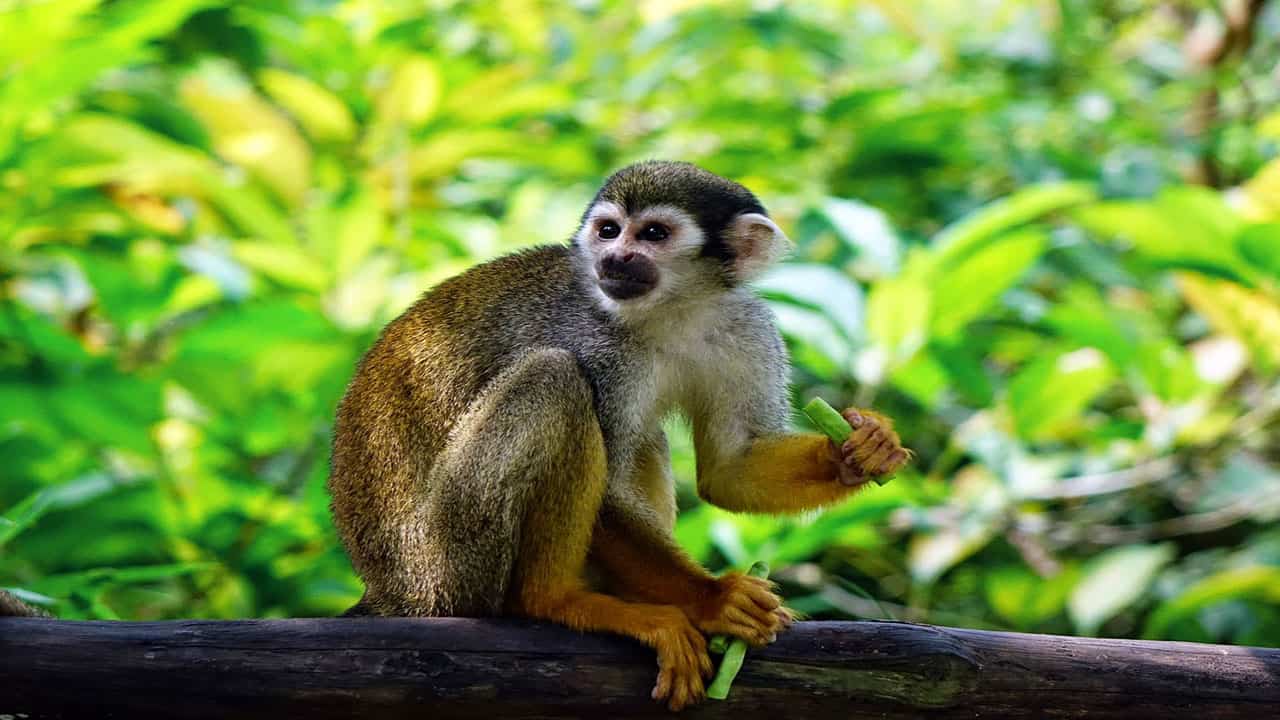 squirrel monkey are small and flexible Amazonian creatures