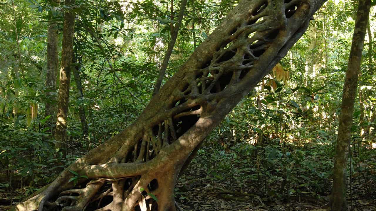 Strangler Fig is a Jungle flora