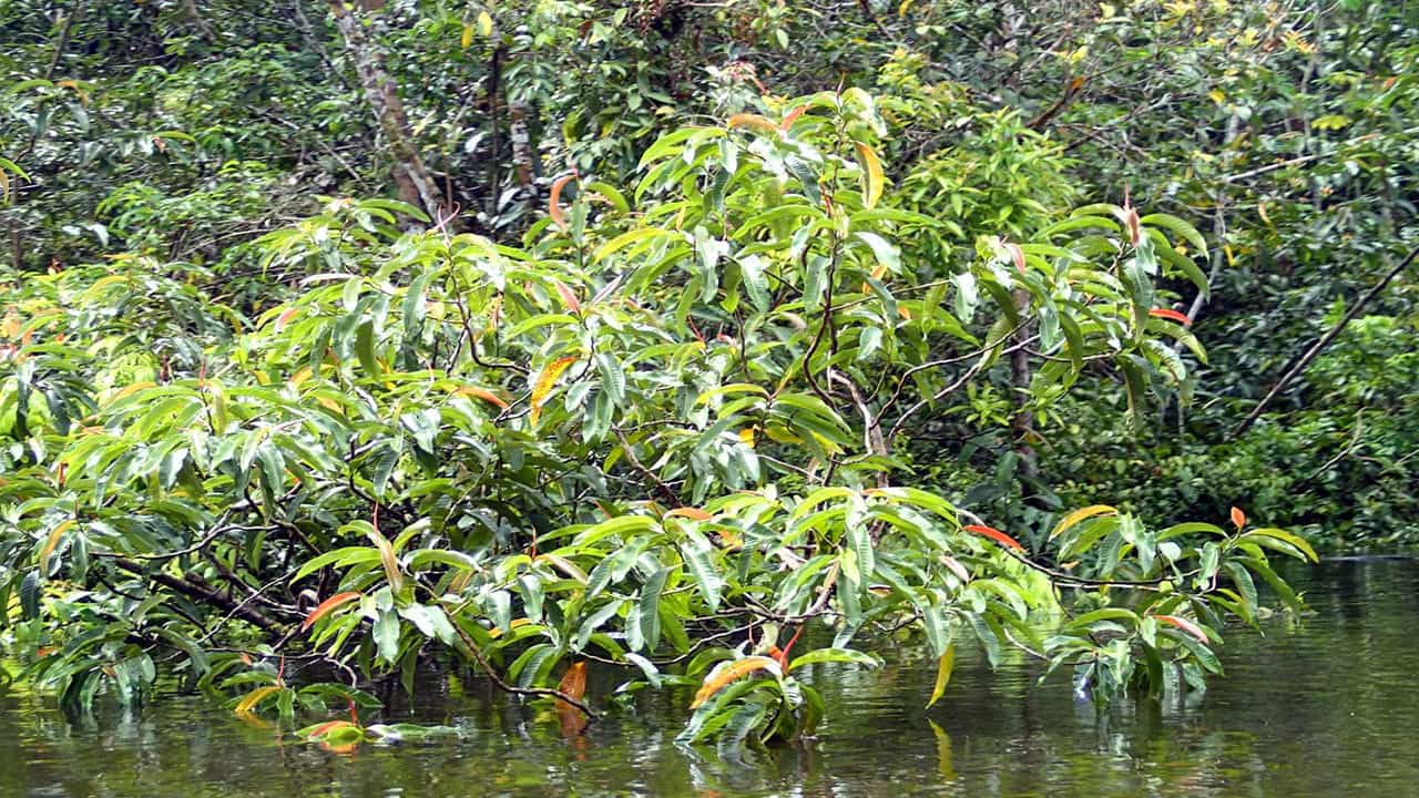 Tangarana Tropical rainforest species