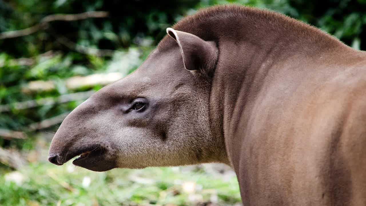 Tapir are known for their strong sense of smell and they usually live alone in the amazon rainforest