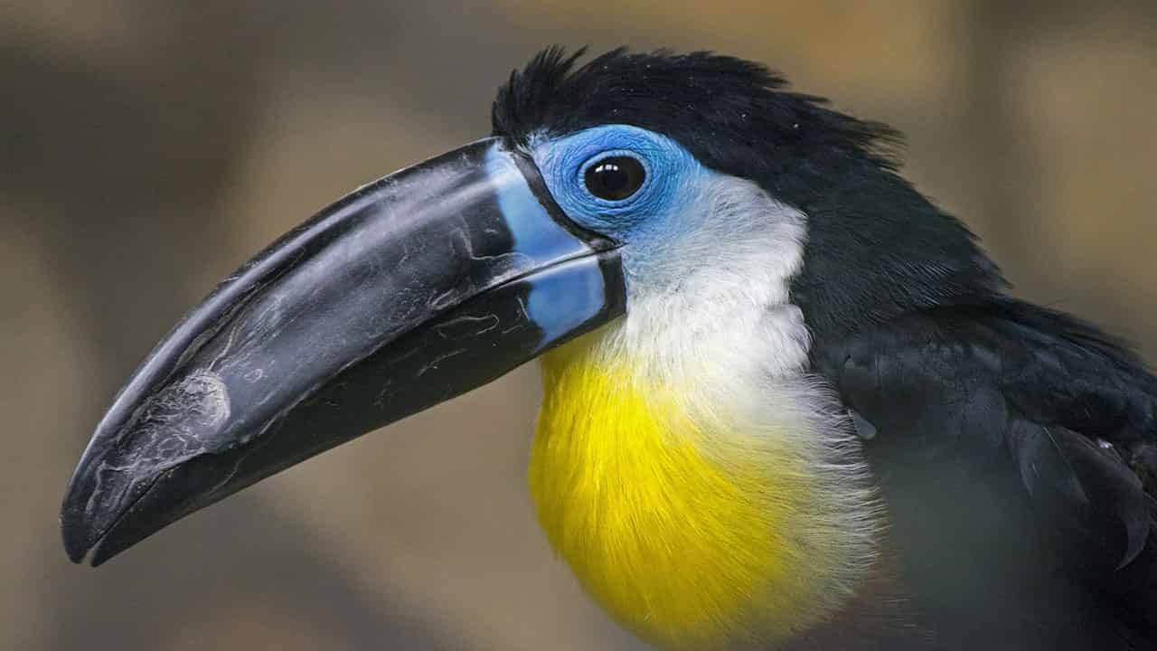 toucan are vibrant birds found jungle