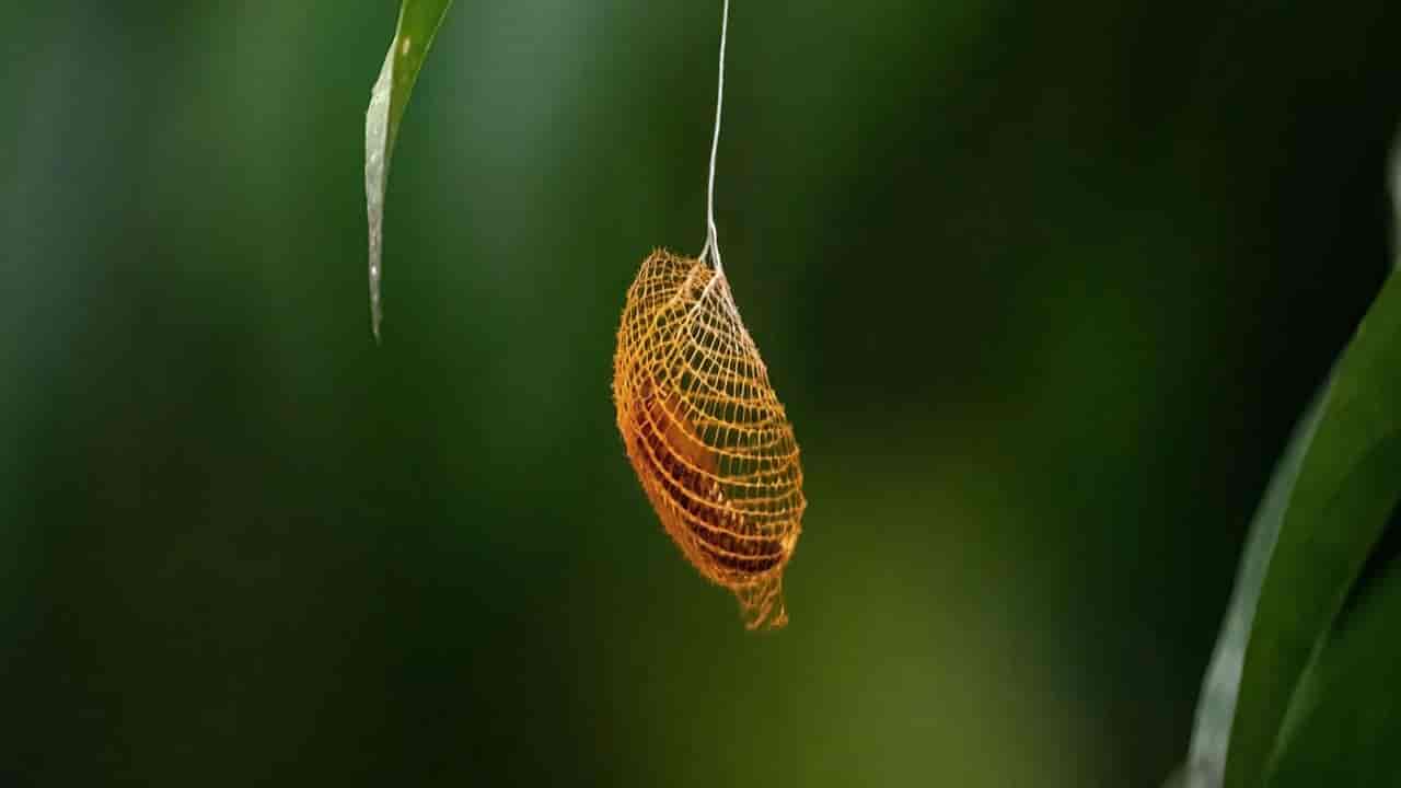 Urodid Moth Cocoon lives in the Amazonian region