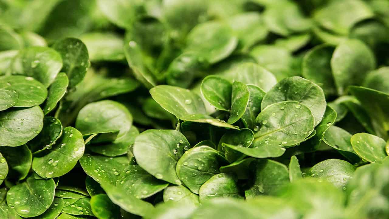 Water Lettuce plant is a part of Amazonian vegetation