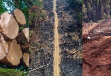 Deforestation in the Amazon Forest