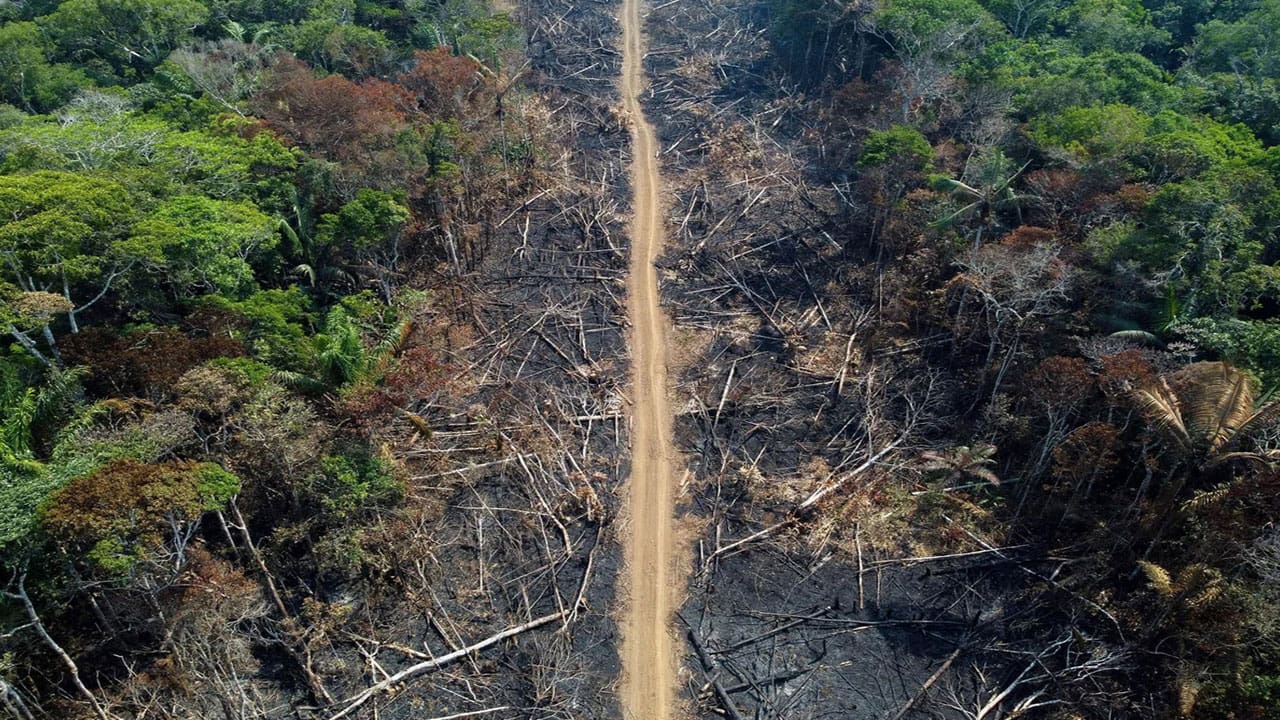 amazon rainforest deforestation