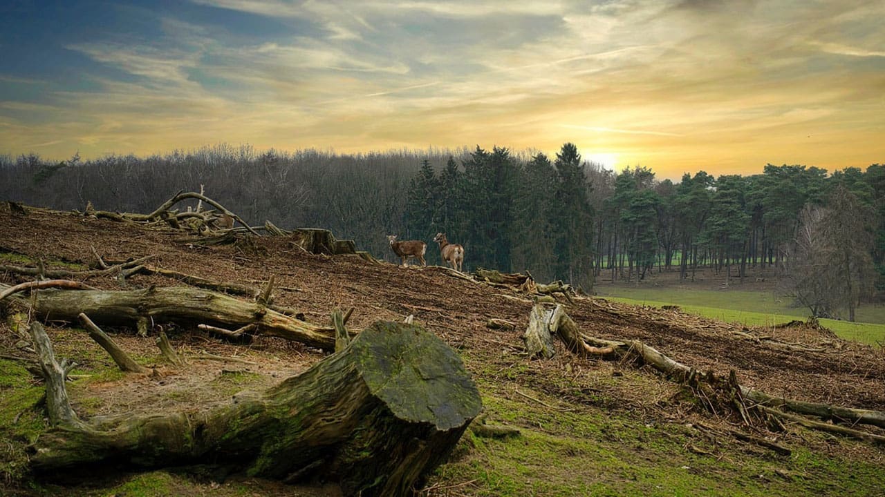 forest logging and deforestation