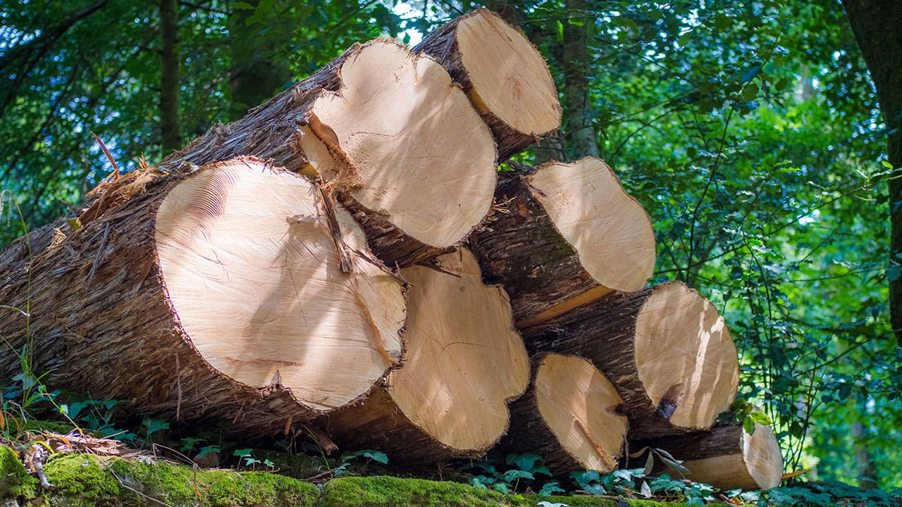 timber logging with greenery background