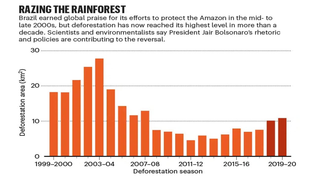 Razing the Rainforest statistical data through bar chart