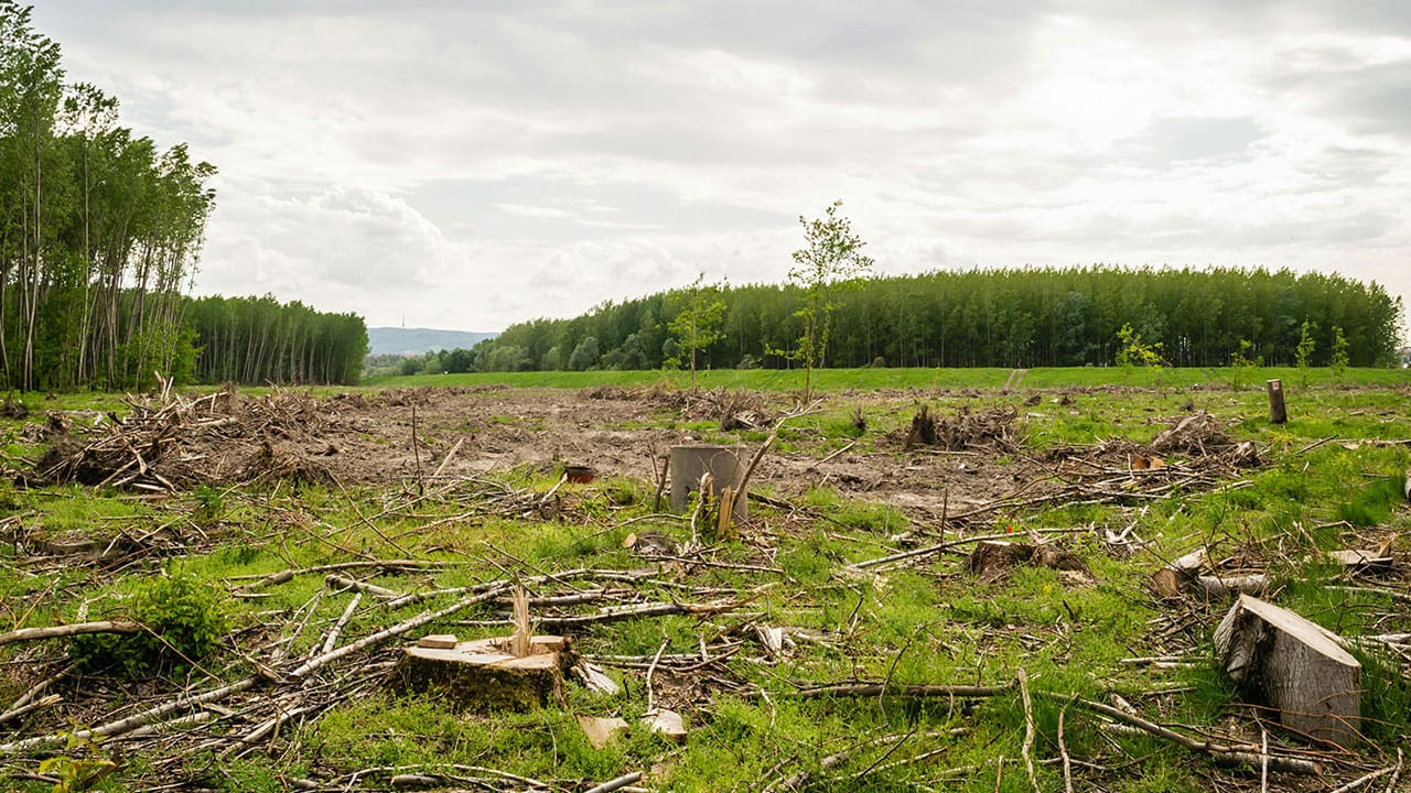 Timber logging impact on forests