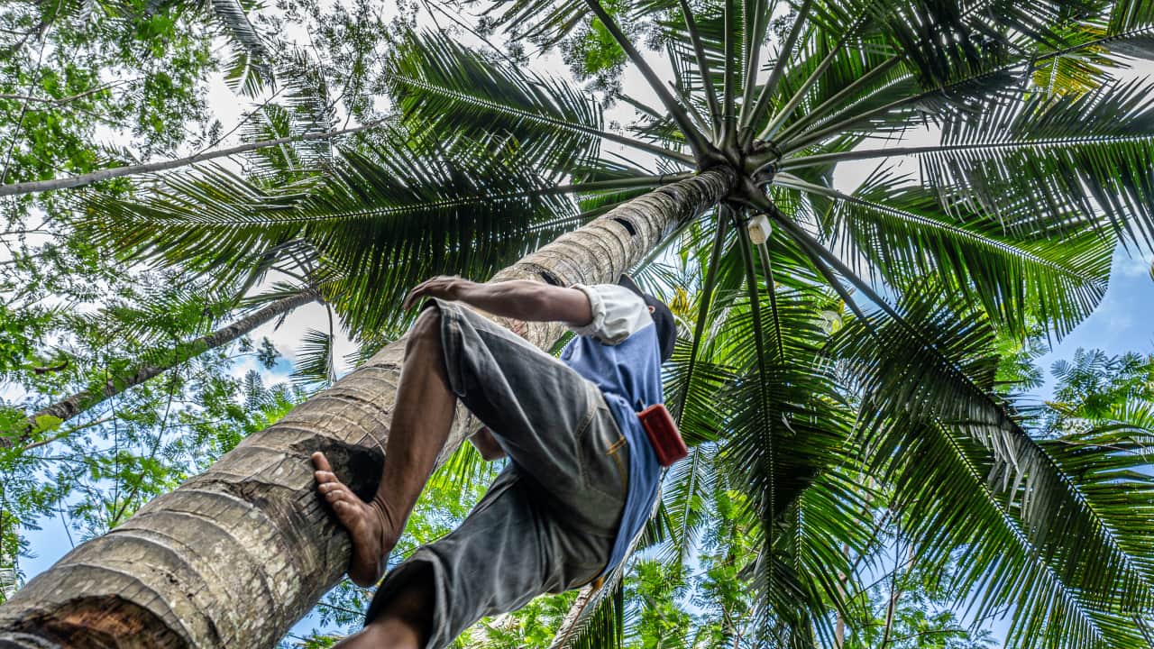 Low angle shot of a male climbing a tall palm tree