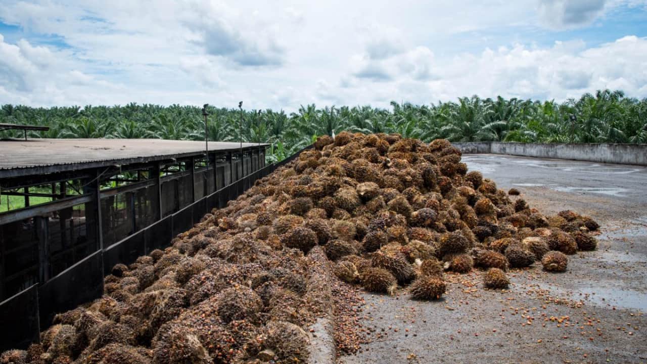 palm extracted and put in bulk on the side for oil extraction