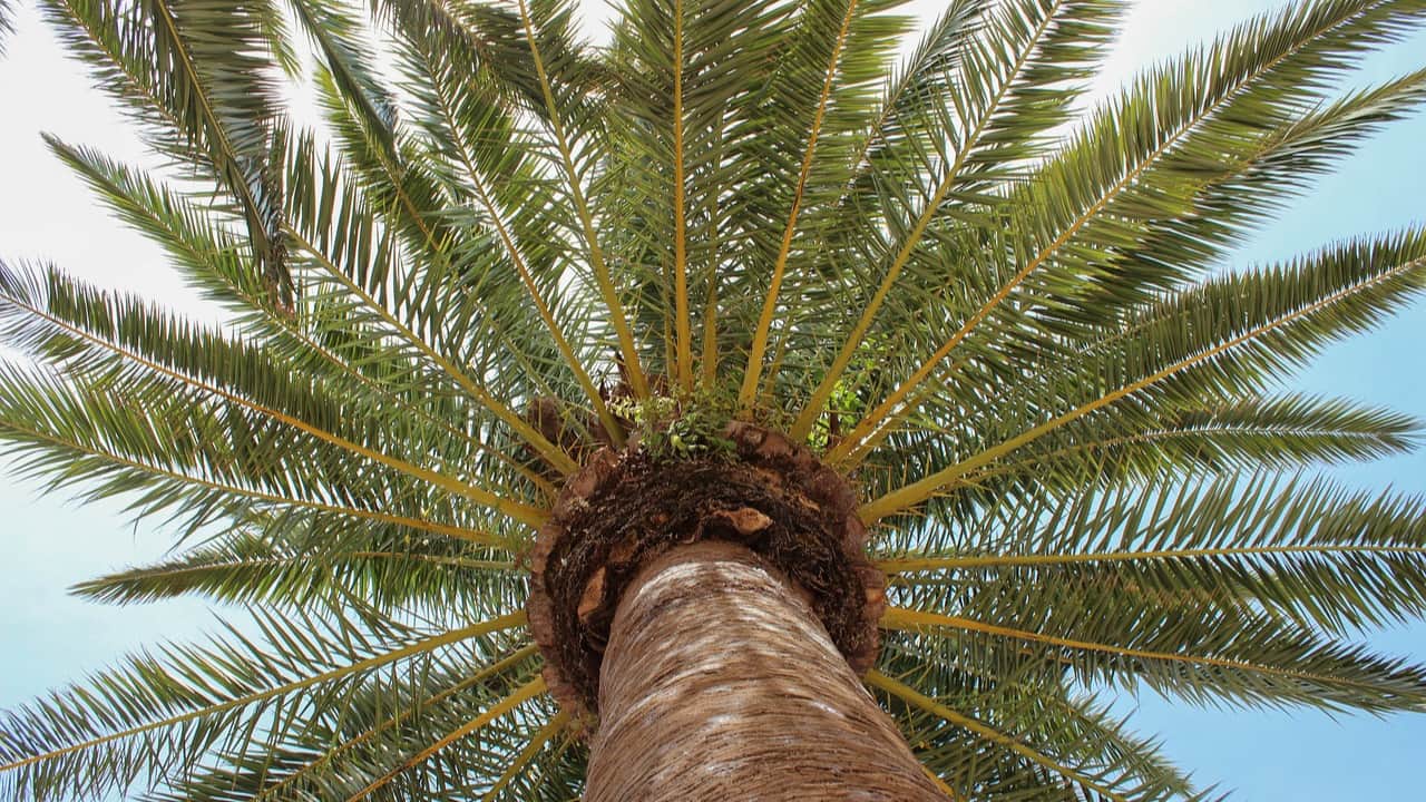 palm tree and blue sky