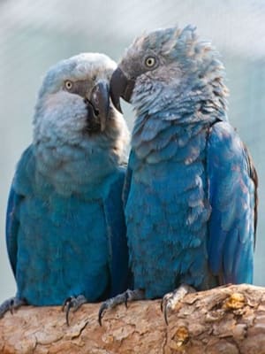 a spix macaw couple is sitting together on the branch