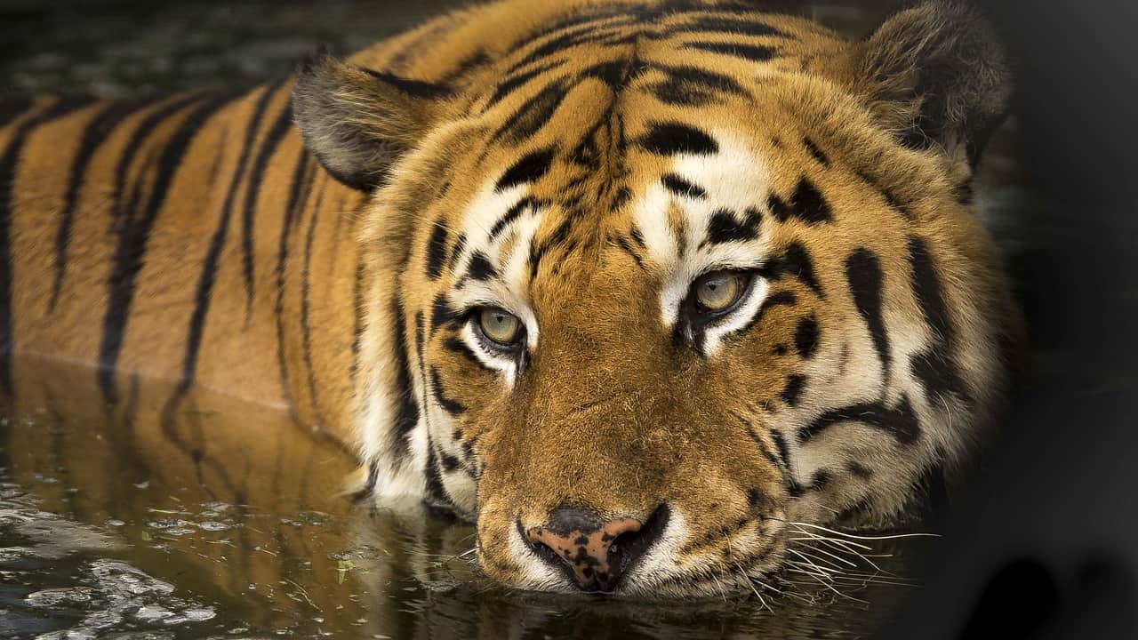 a beautiful closeup of tiger in water