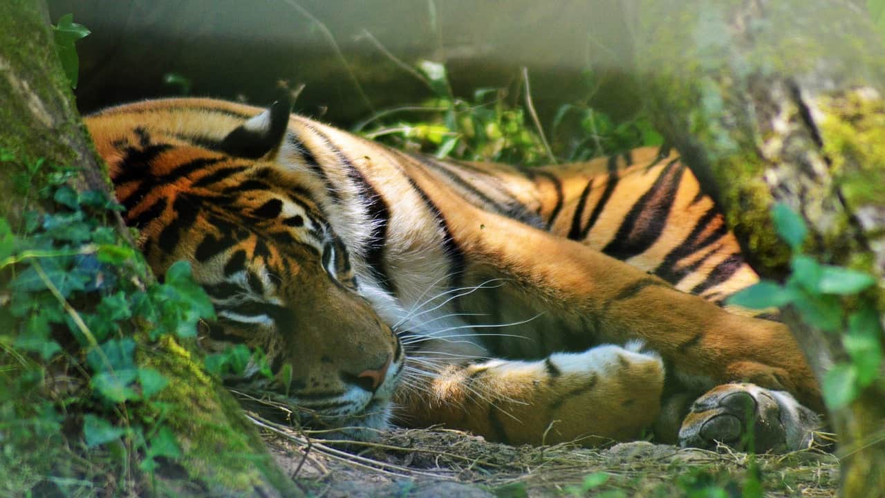 a big tiger lying in the grass 