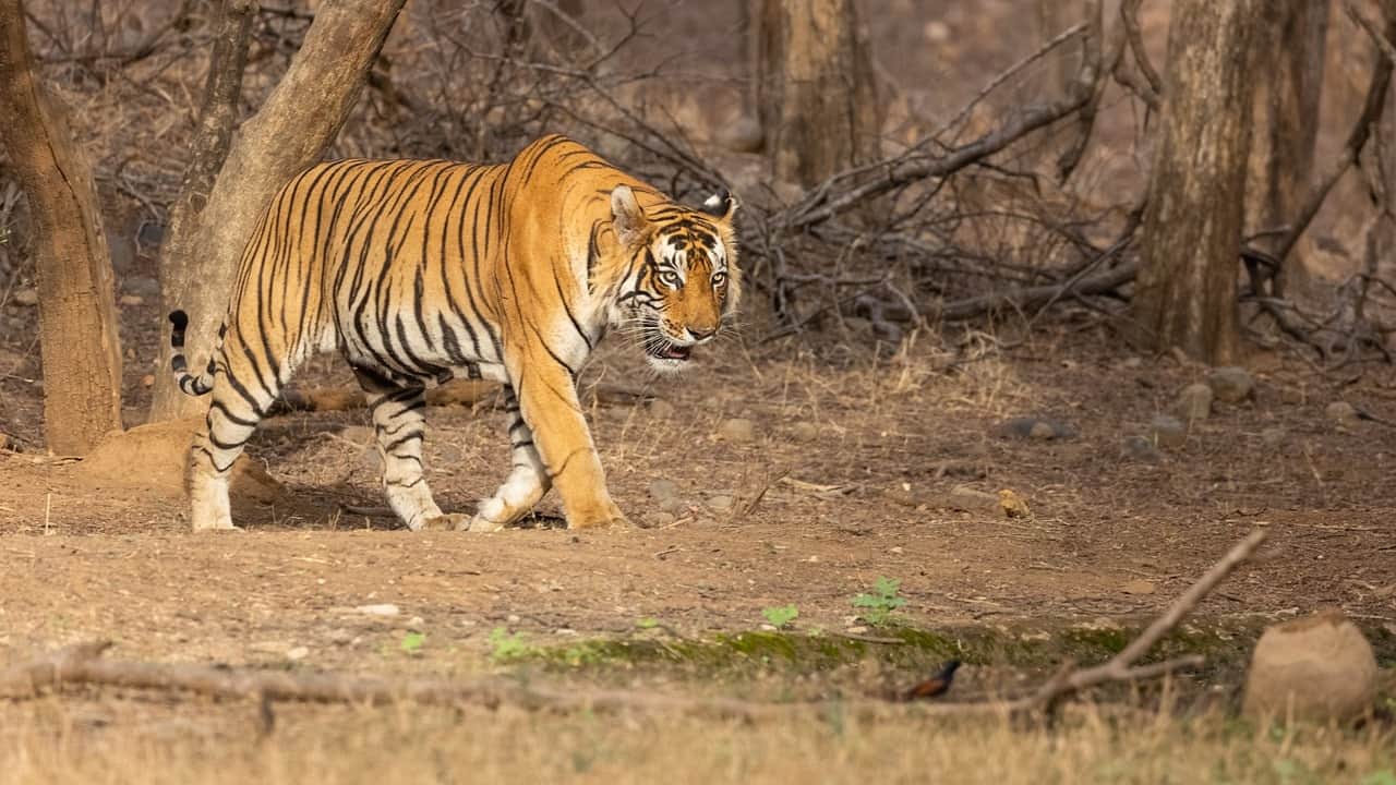 a tiger going towards its prey