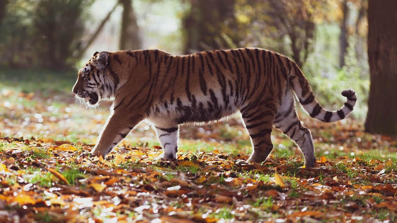 A beautiful view of a powerful tiger walking in the jungle