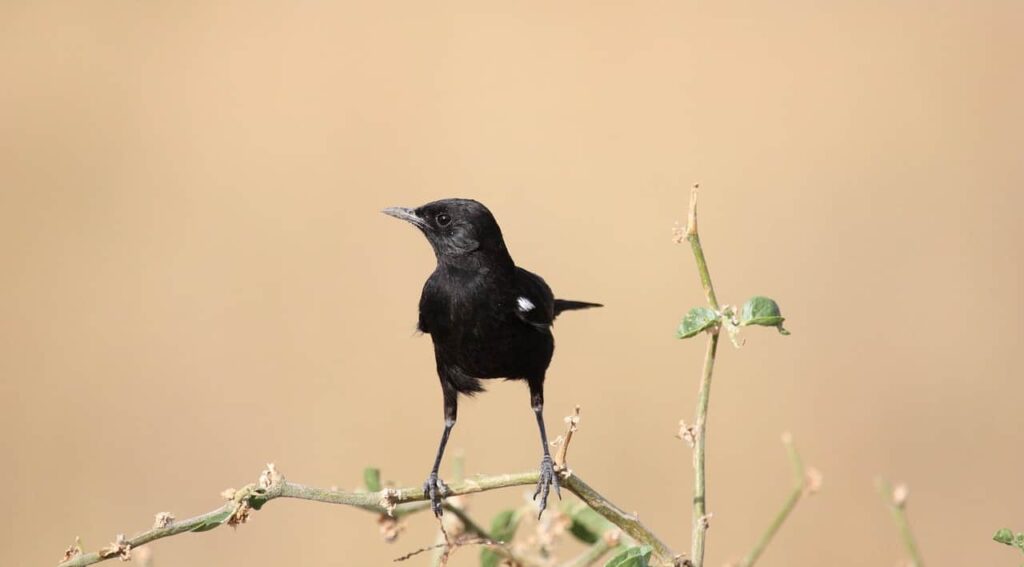 a beautiful bird is sitting on the branch in malawi